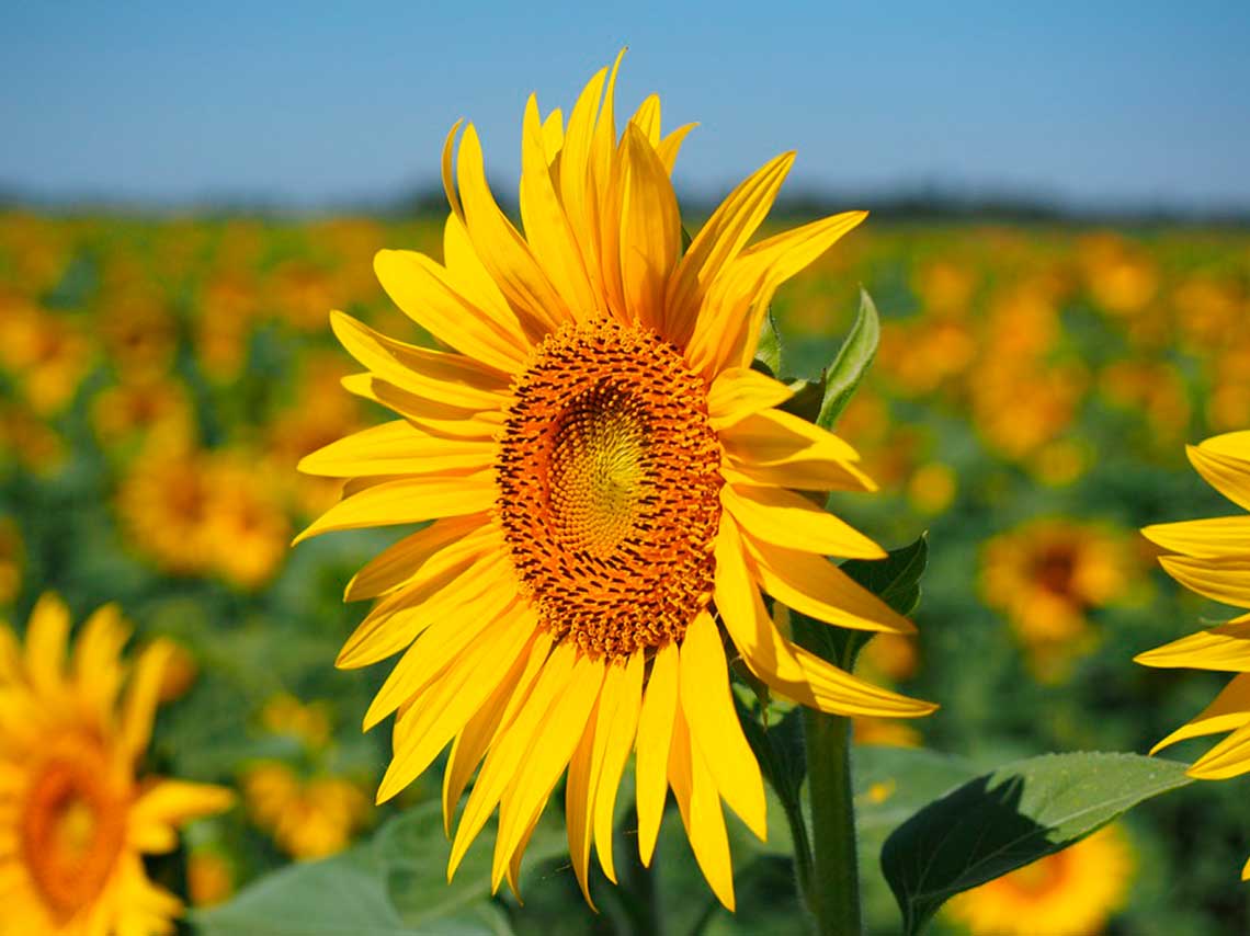 Visita el Santuario de los Girasoles en Tabasco gratis 3