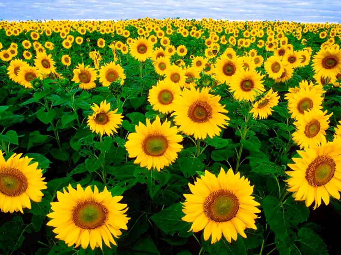 Visita el Santuario de los Girasoles en Tabasco gratis 0