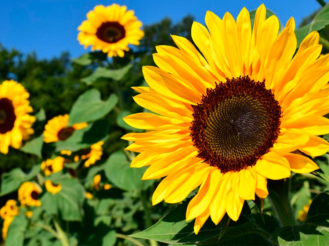 Santuario de los girasoles en Tabasco