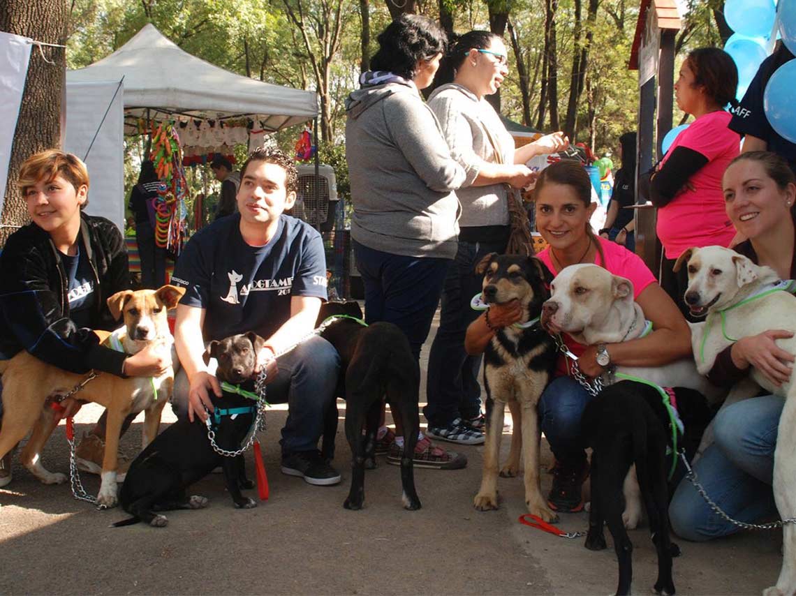 Adogtame 2018, feria de la adopción canina