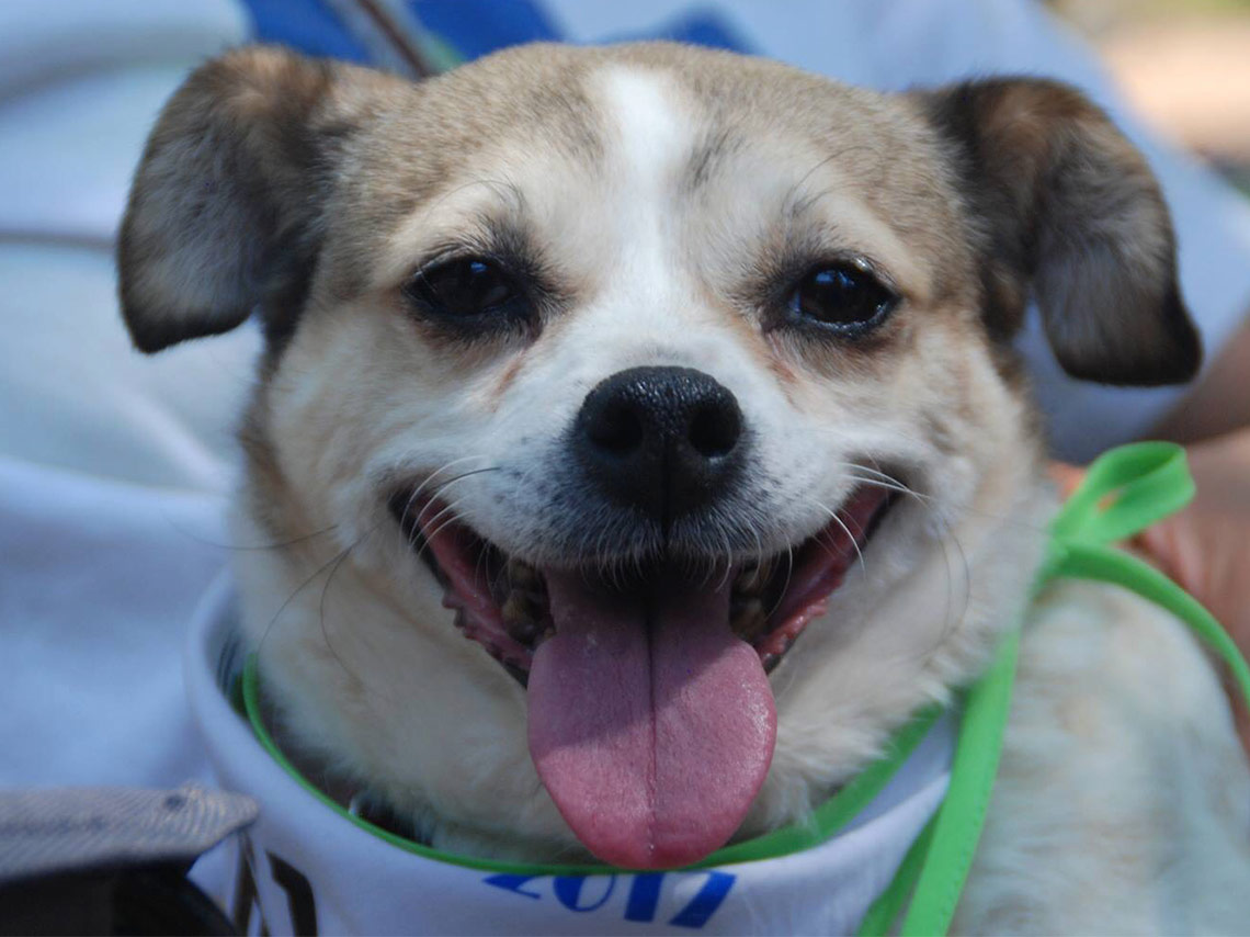 Adogtame 2018, feria de la adopción canina