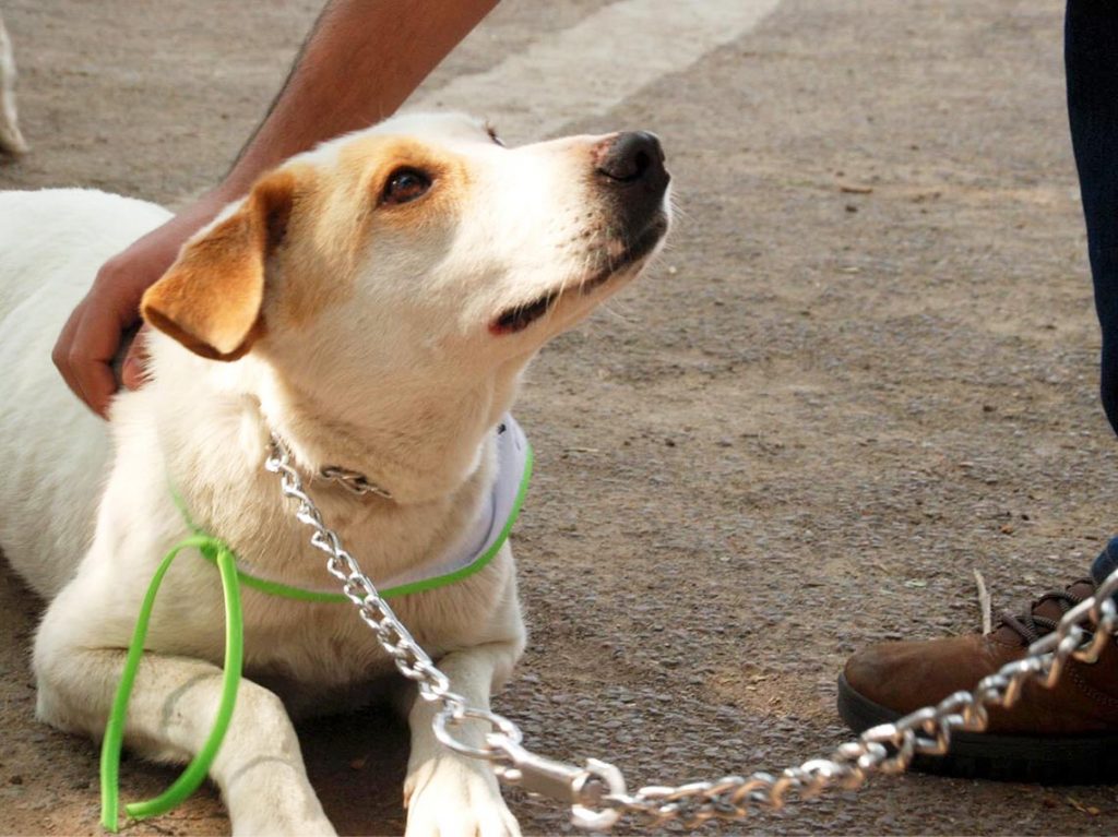 Adogtame 2018, feria de la adopción canina