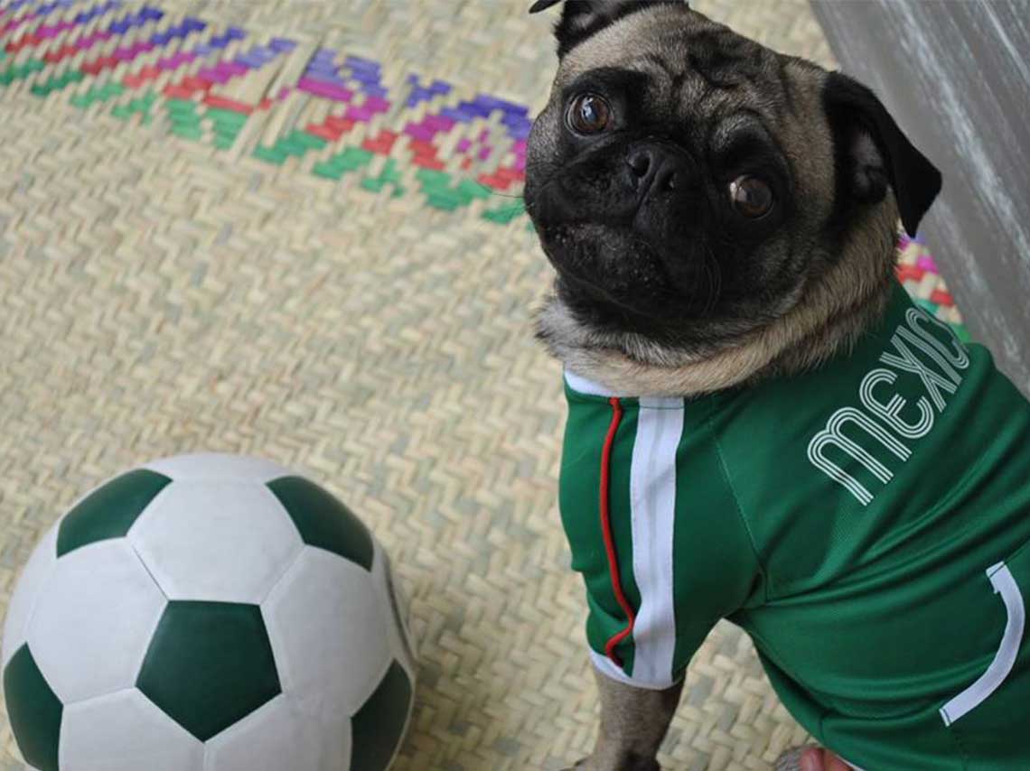 Viste a tu perro con la camiseta de mundial ¡y dale una cerveza! 0