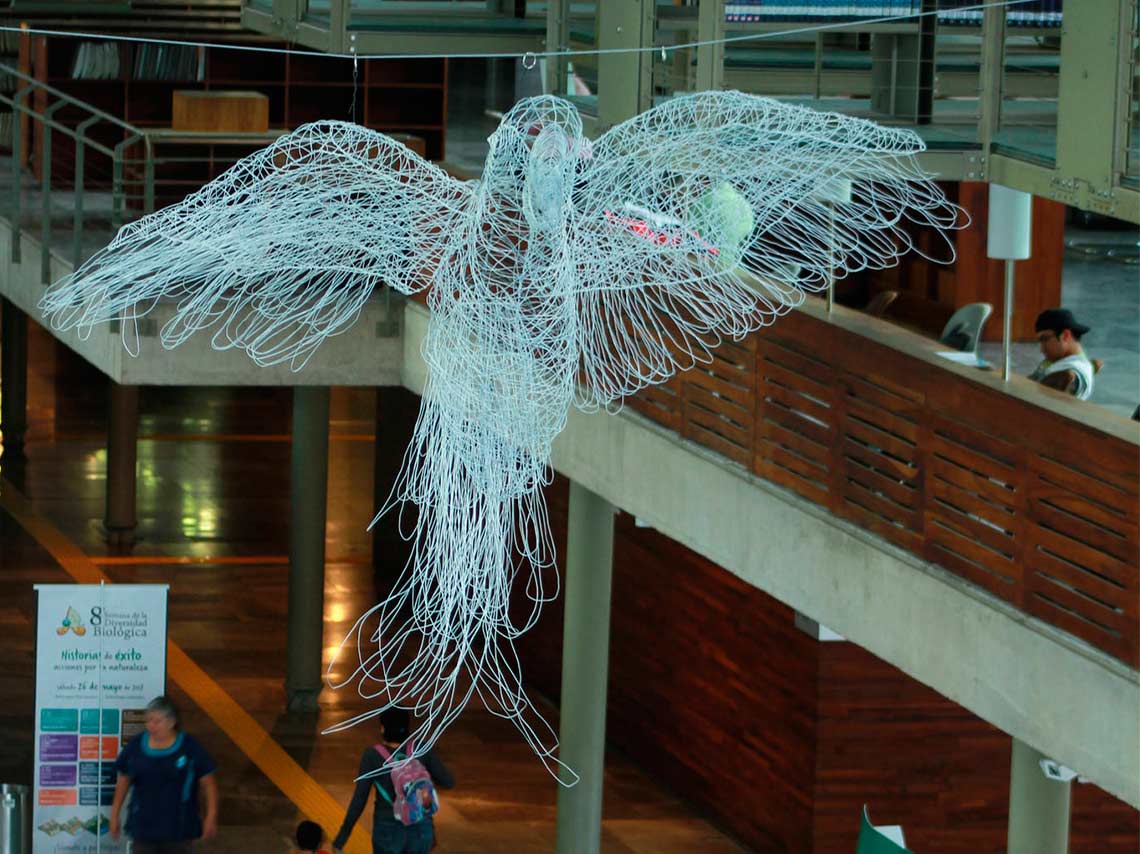 especies-de-alambre-biblioteca-vasconcelos-cotorro