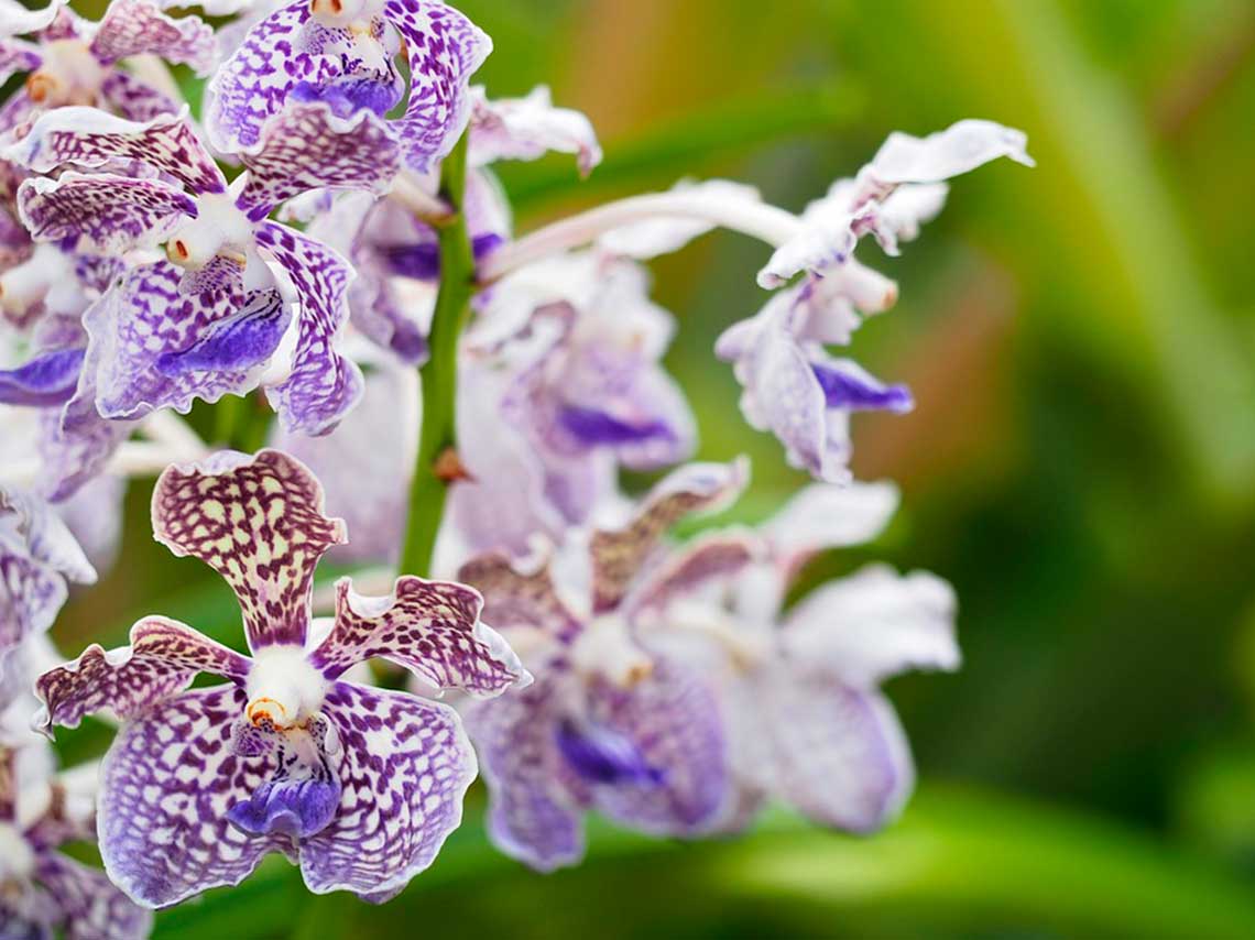 Expo de Orquídeas de Primavera 2018 en San Ángel moradas