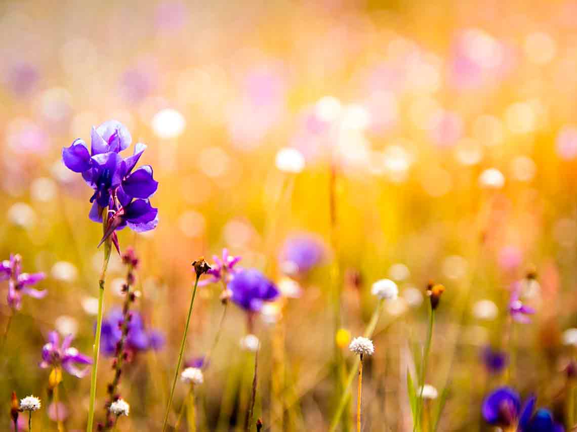 Expo de Orquídeas de Primavera 2018 en San Ángel especies