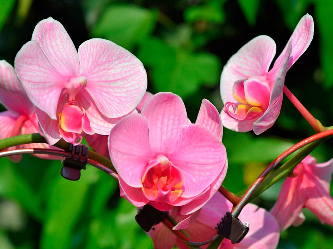 Expo de Orquídeas de Primavera 2018 en San Ángel rosas