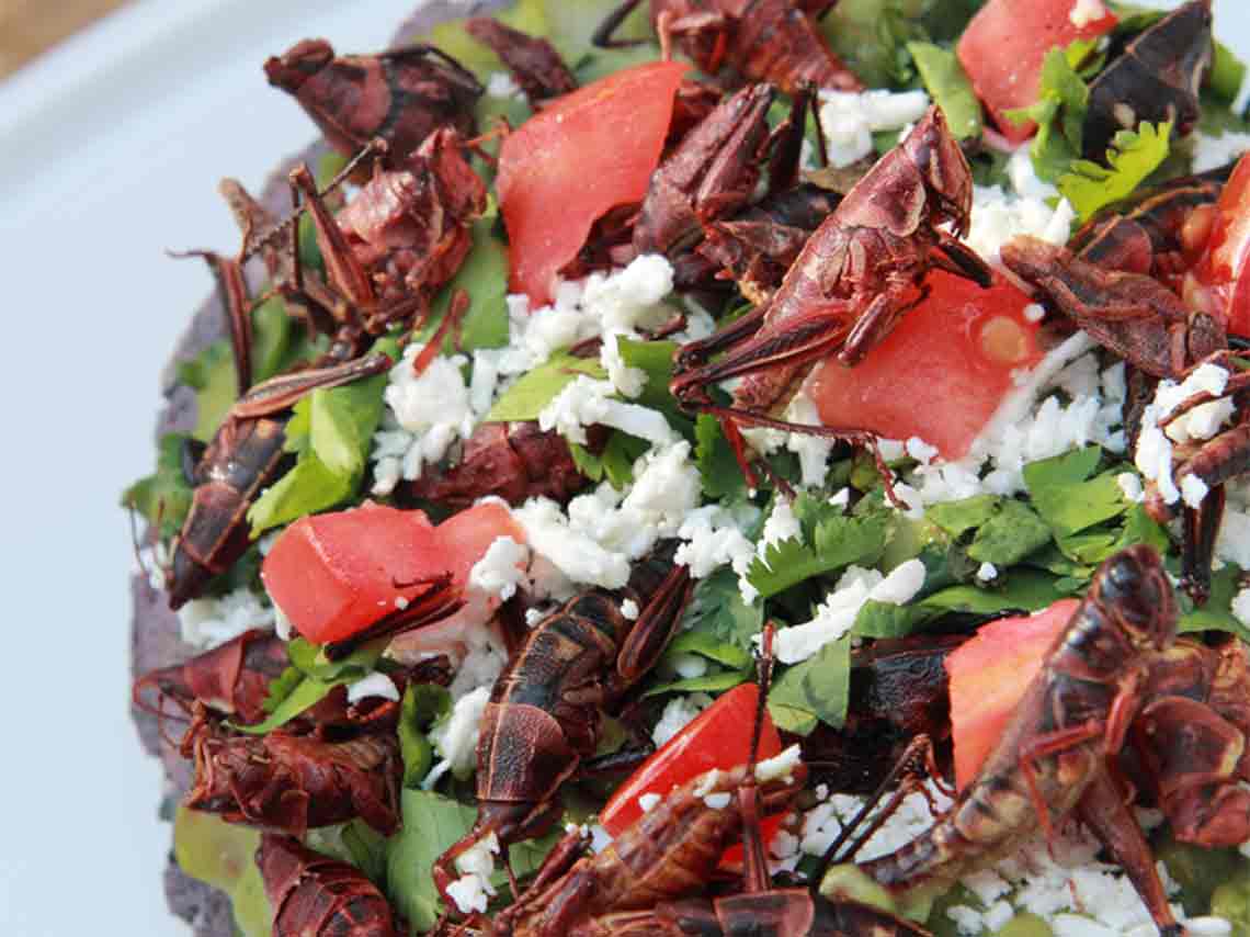 Festín de Insectos Comestibles 2018 ¡come helado con chapulines!