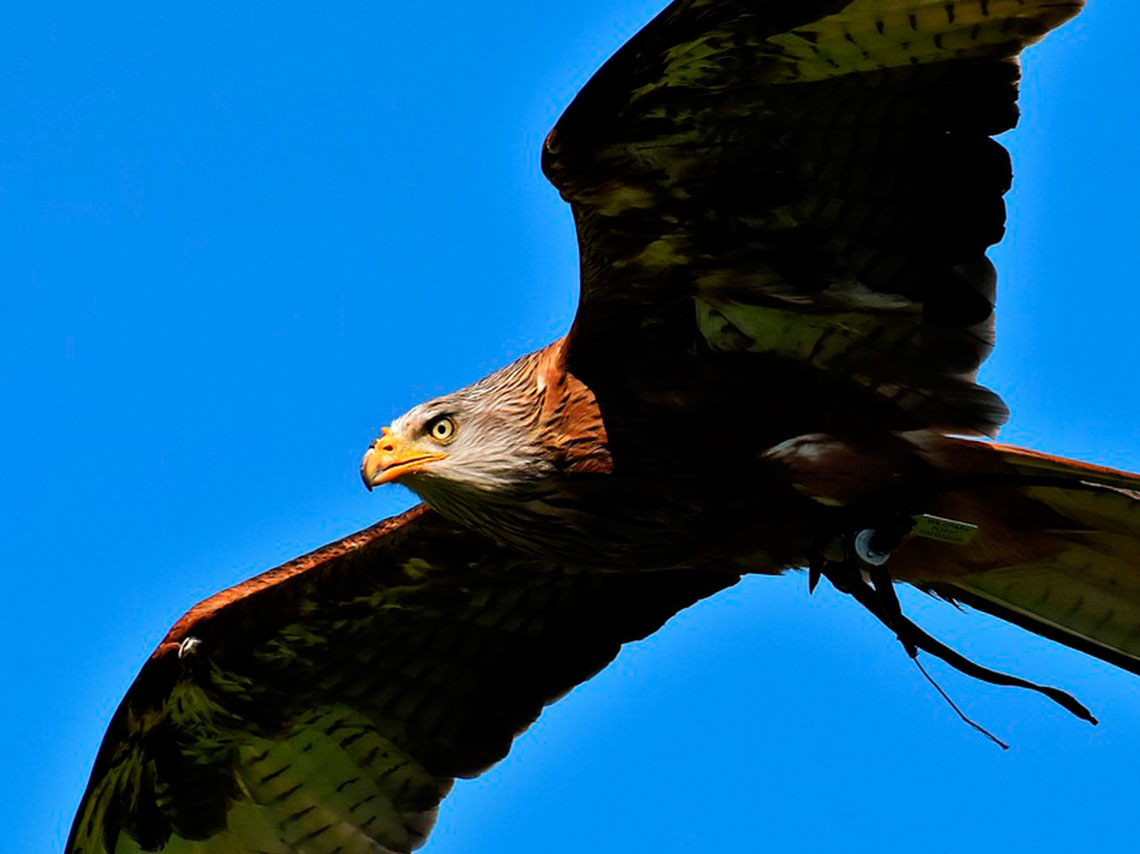 National Geographic sinfónico aguila