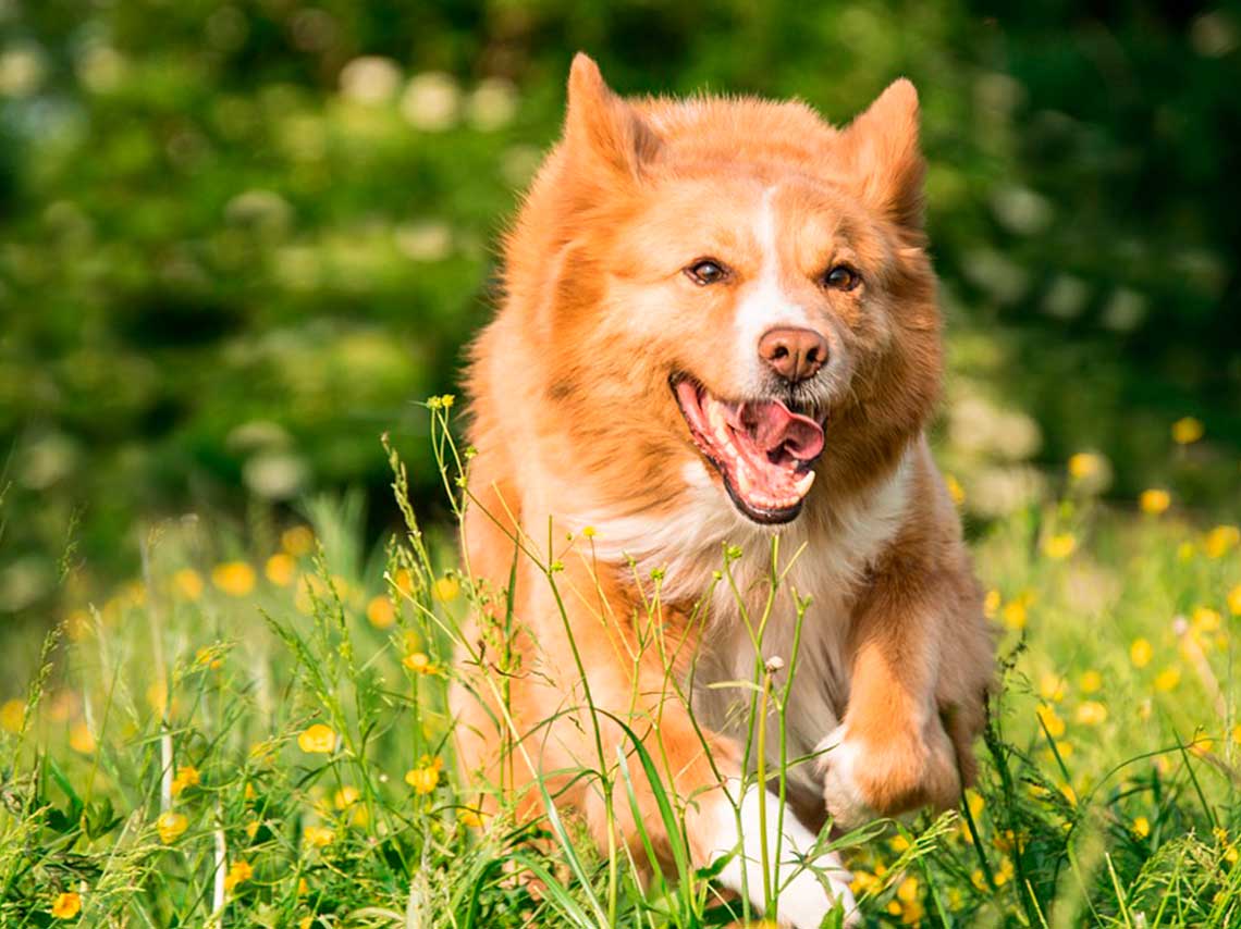 No te pierdas la 3ra carrera y caminata con mascota por CU perro