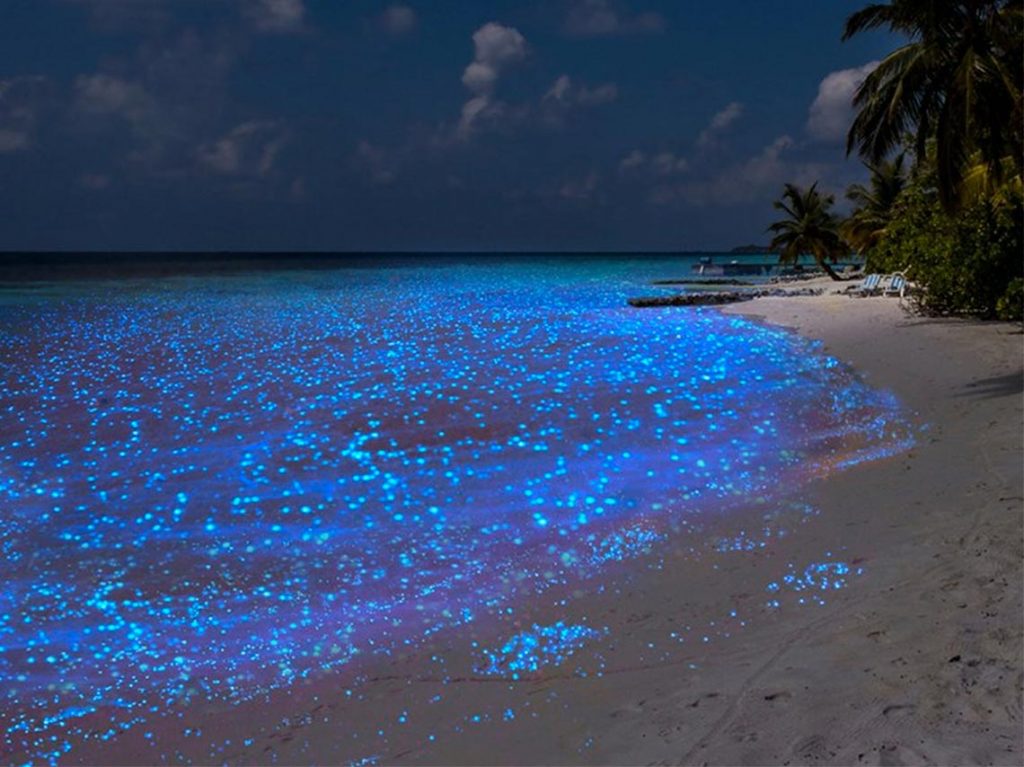 playa bioluminiscente de holbox