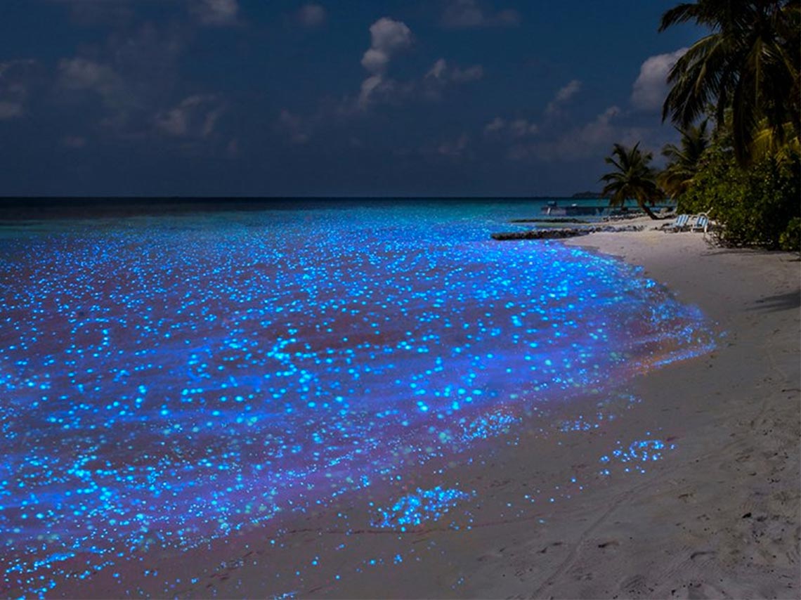 Vámonos a la playa bioluminiscente de Holbox a nadar con tiburones