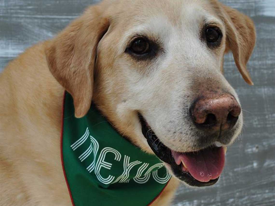 Viste a tu perro con la camiseta de mundial ¡y dale una cerveza!