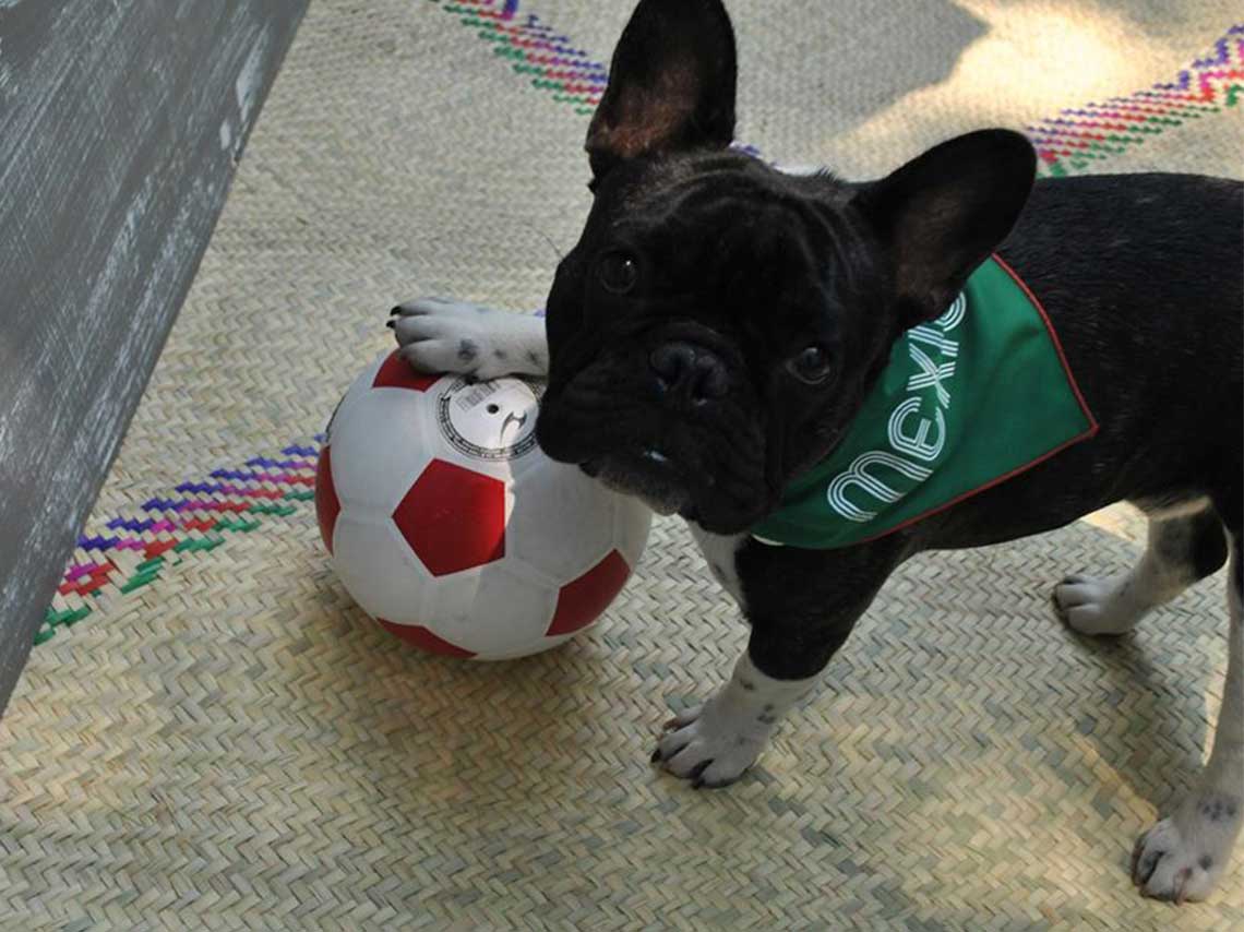 Viste a tu perro con la camiseta de mundial perro con balon