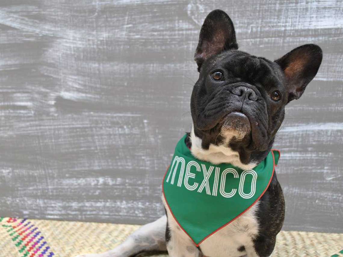 viste-a-perro-la-camiseta-mundial-perro-con-panoleta