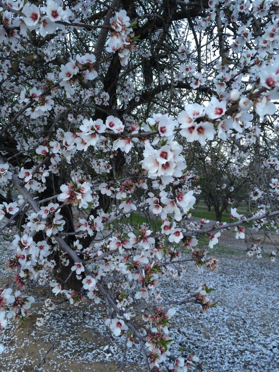 Aquí se cultivan las mejores almendras