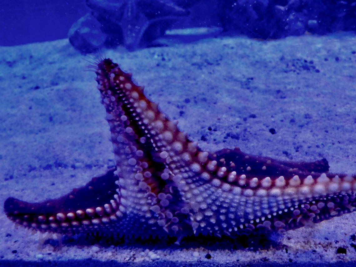 acuario submarino balu life: estrella de Mar