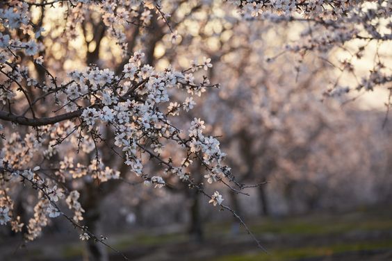 Aquí se cultivan las mejores almendras