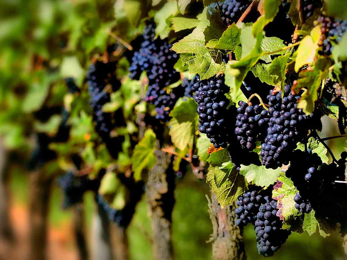 Festival de garnachas y vino mexicano en Coyoacán