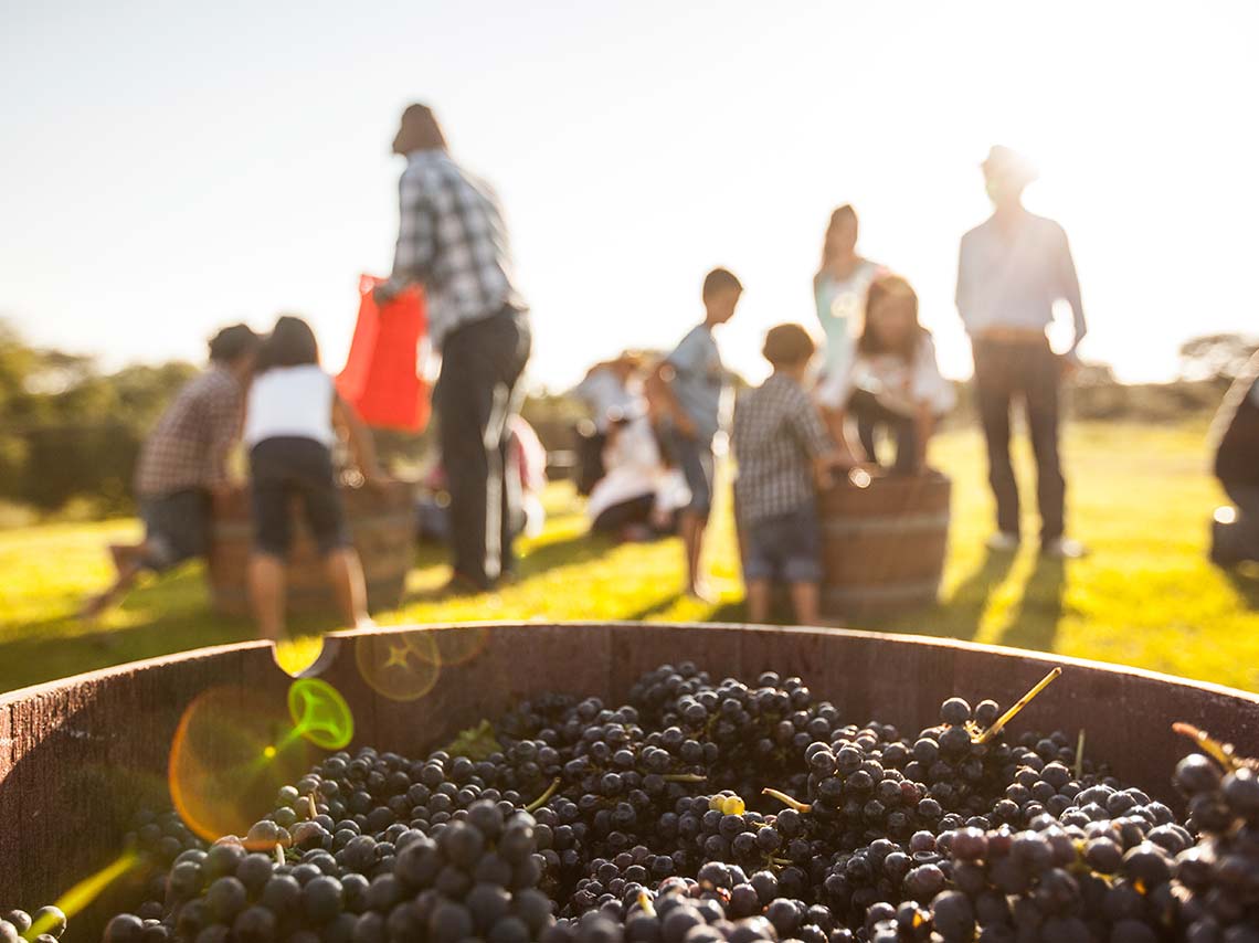 Pisa uvas en las Fiestas de la Vendimia 2018 en estos viñedos