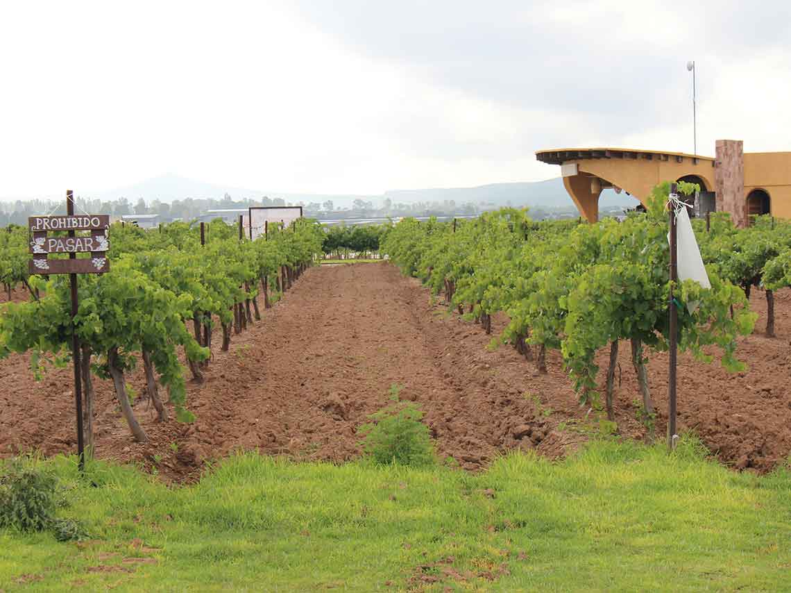 Fiestas de la Vendimia 2018 viñedos