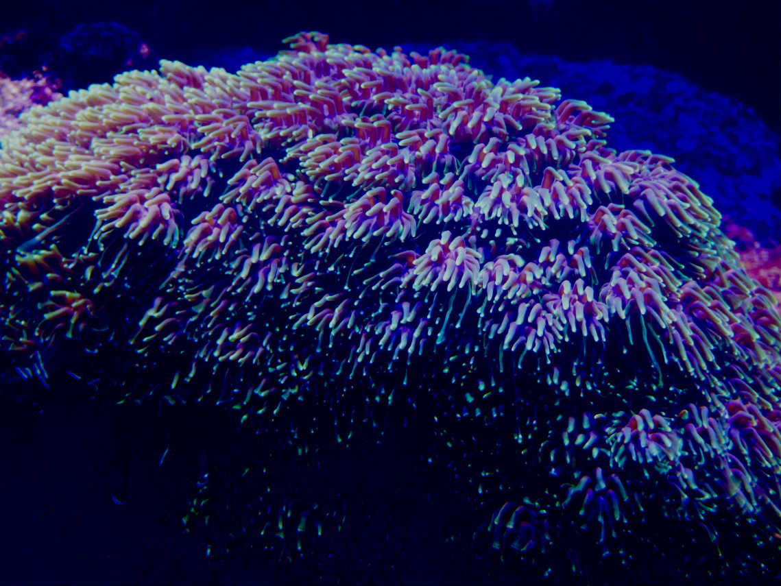 Laboratorio Marino Blau Life: coral