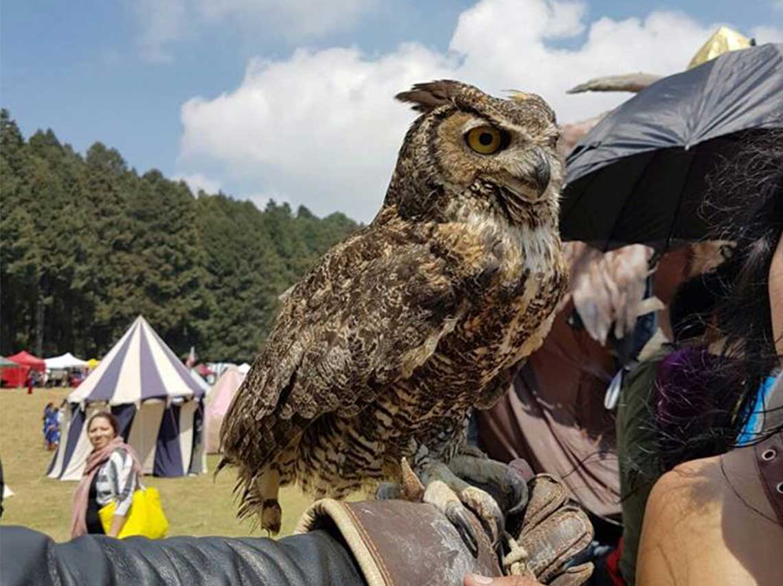 Primer Festival Medieval de las Luciérnaga buho