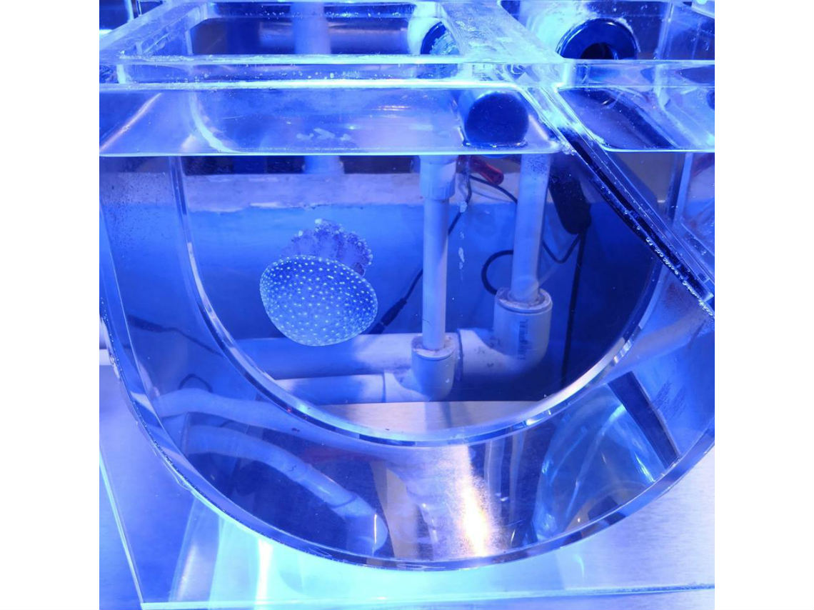 acuario-interactivo-en-cdmx-medusa