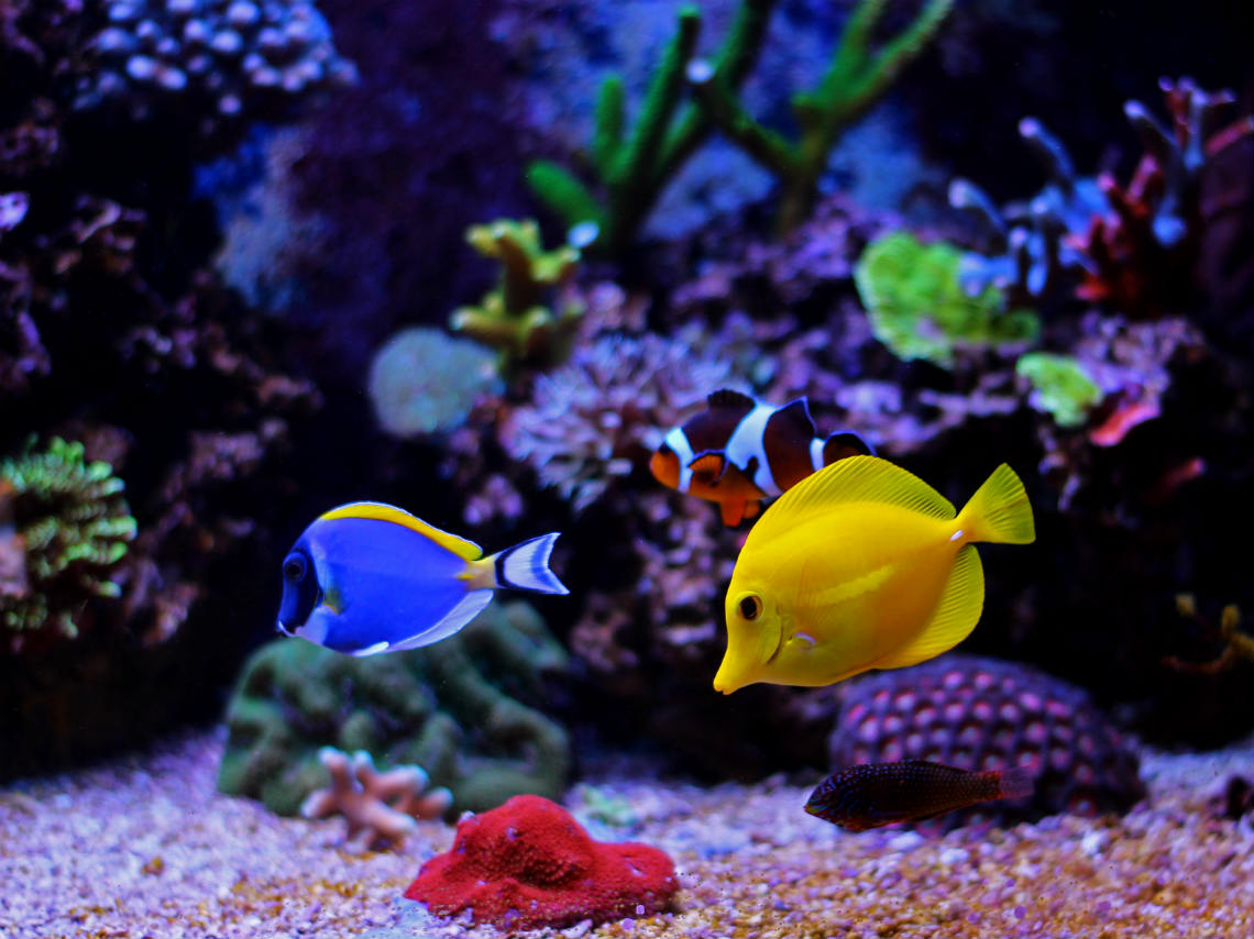 acuario interactivo en cdmx peces agua