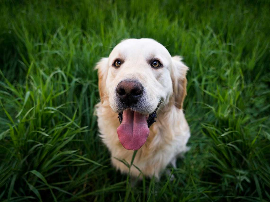 Celebra el día del perro 2018 en CDMX golden