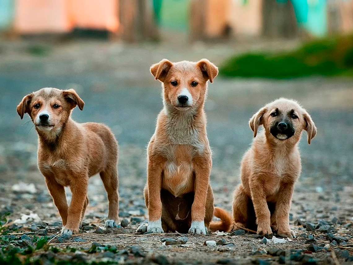 Celebra el día del perro 2018 en CDMX callejeros