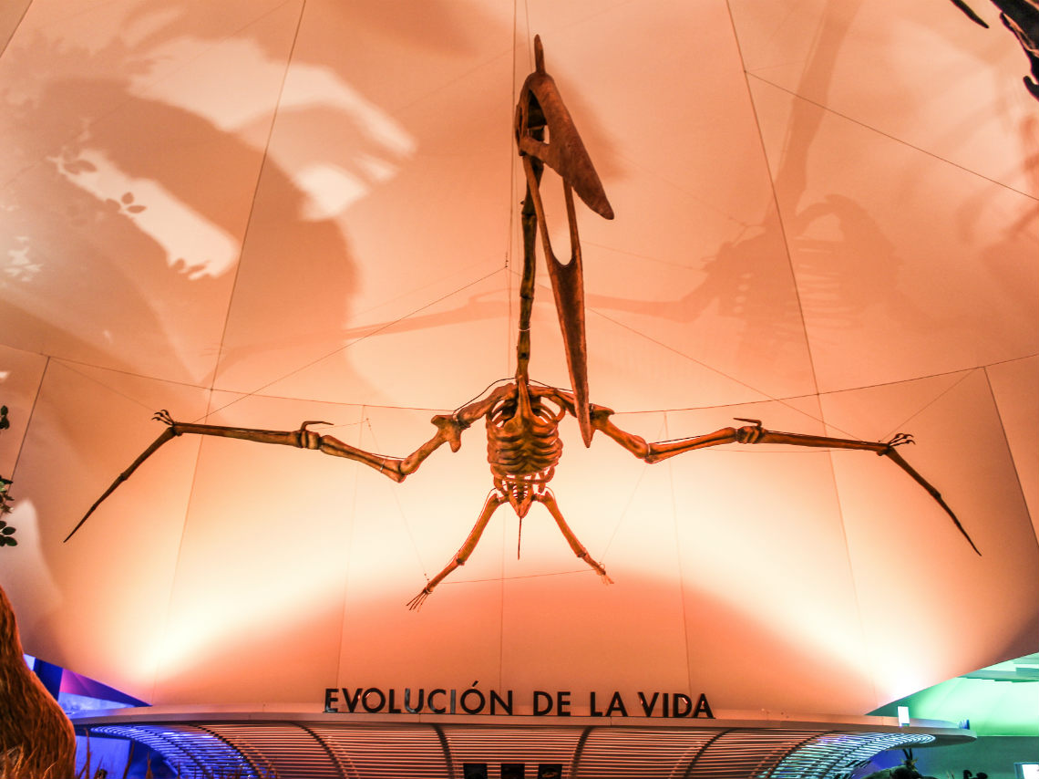 dinosaurio-museo-de-historia-natural
