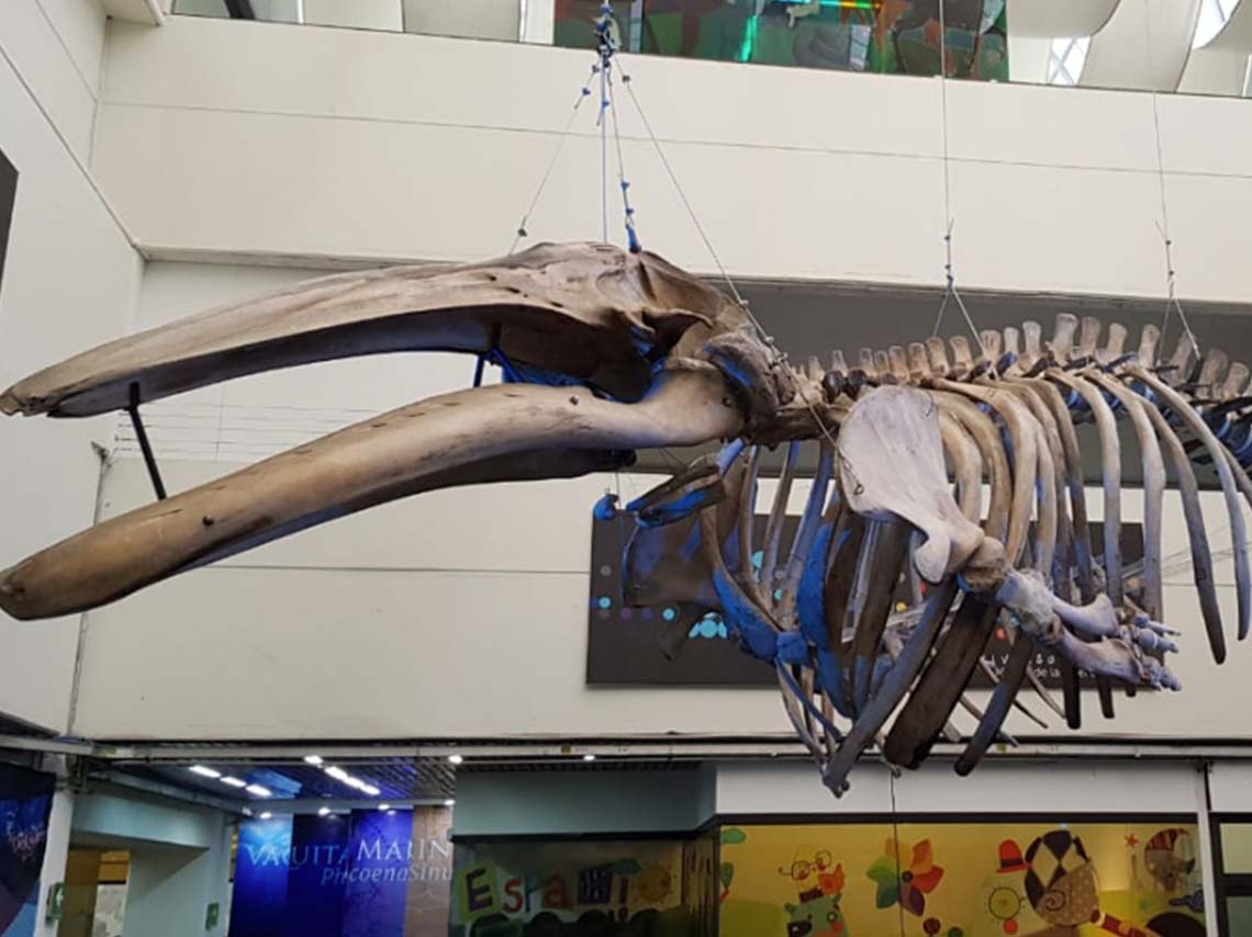 expo-la-vaquina-marina-esqueleto