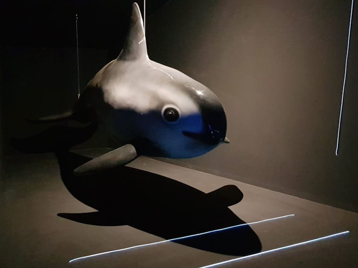 Visita la Expo La Vaquita Marina en el Universum “Entre redes” 1