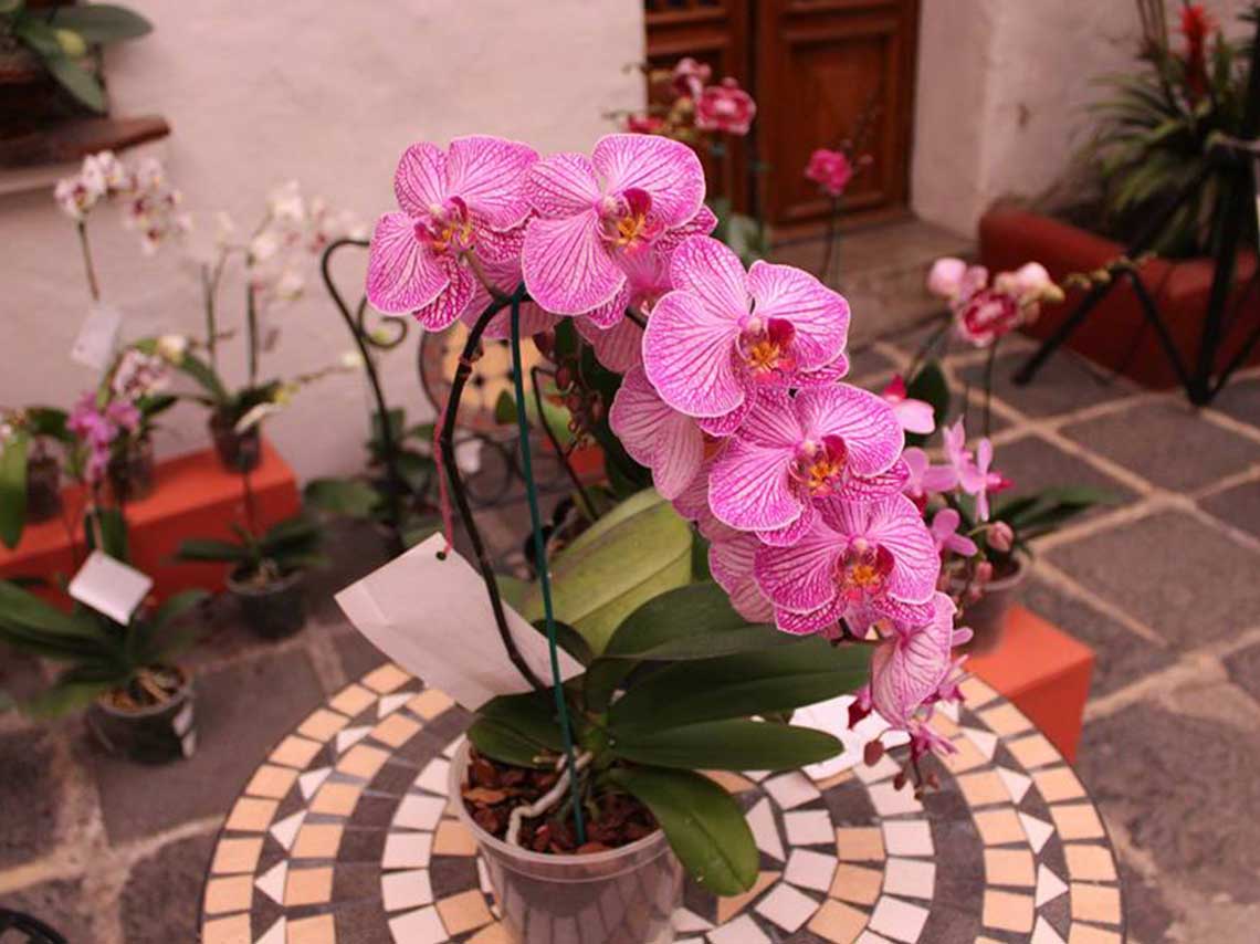 Feria de las Flores de San Ángel 2018 flores en florero