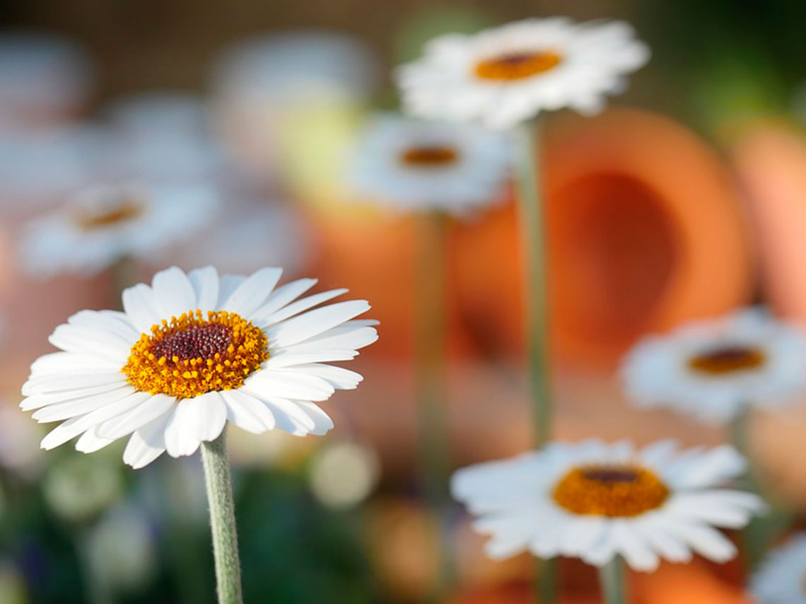 Feria de las Flores de San Ángel 2018 flores