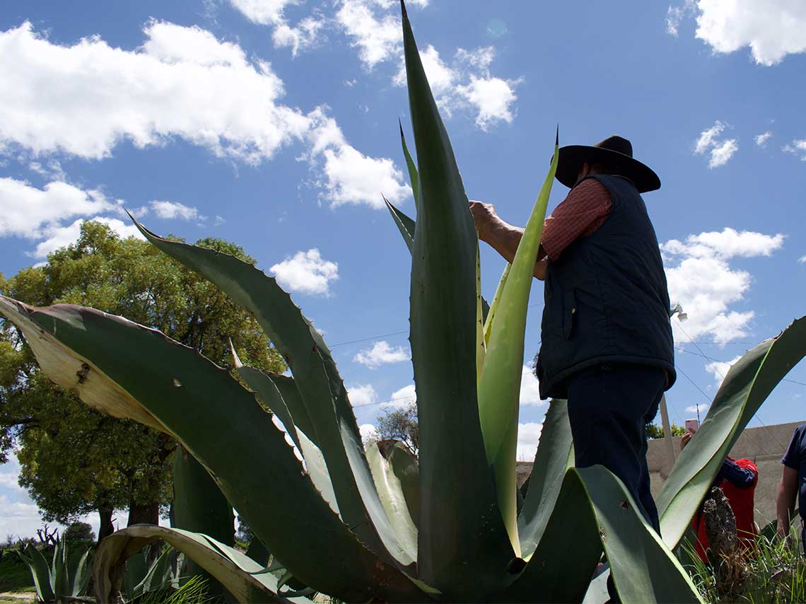 Santuario de las luciérnagas + pulque aguamiel