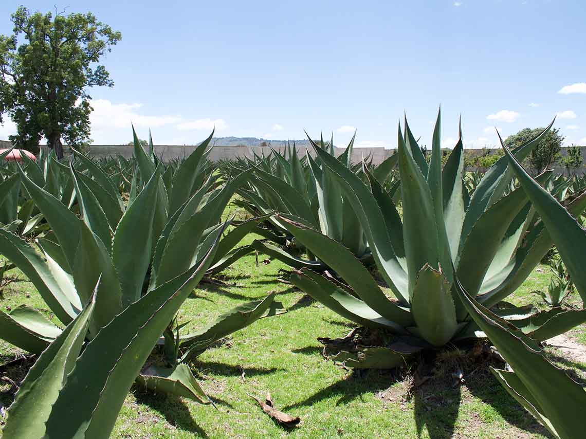 Santuario de las luciérnagas + pulque campo de maguey