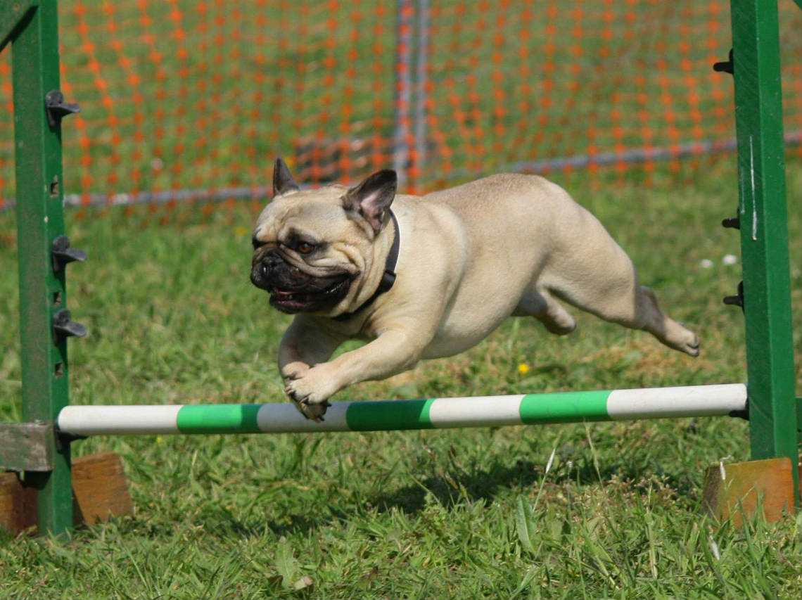 Todo Perro Fest 2018 en CDMX con bazar, carrera con obstáculos