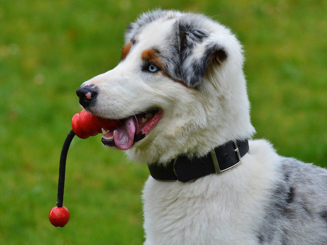 Todo Perro Fest 2018 en CDMX con juegos para perros