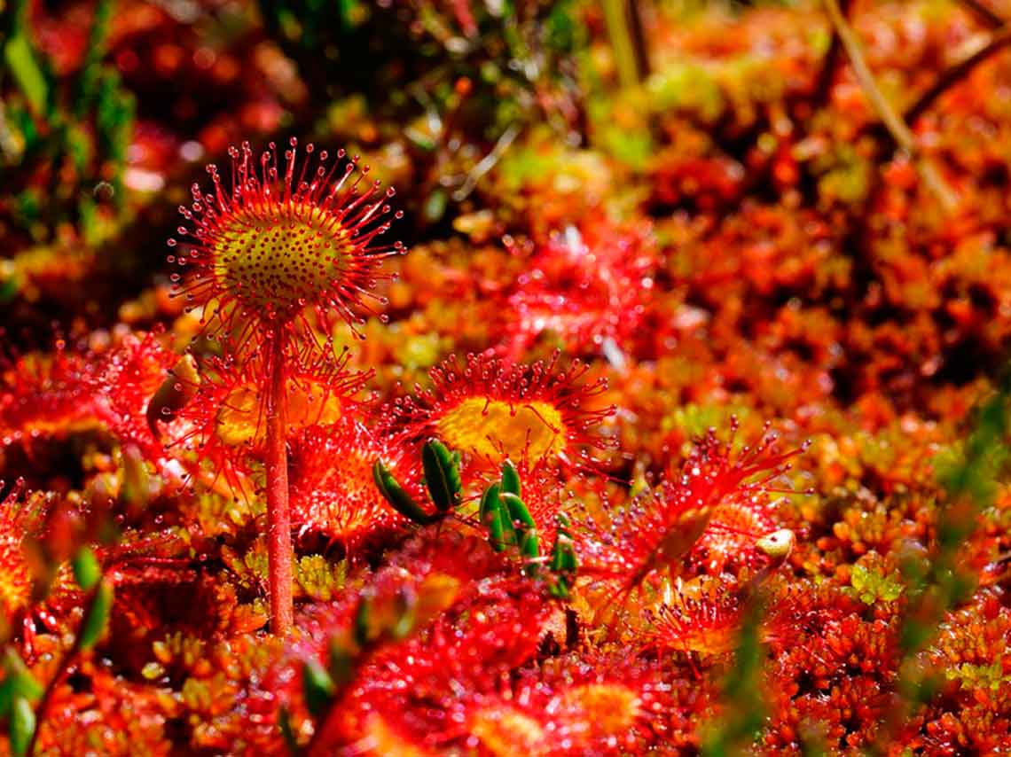 6to Bazar de Plantas Carnívoras en CDMX plantas carnívoras