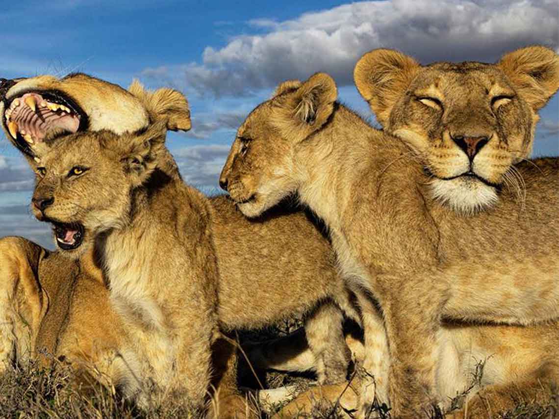 abrira-primer-parque-national-geographic-ultimate-explorer-en-mexico-leones
