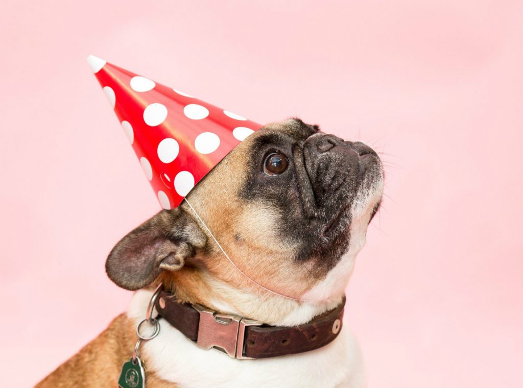 Cocktail perruno, bebe cerveza y diviértete con tu perro en esta fiesta