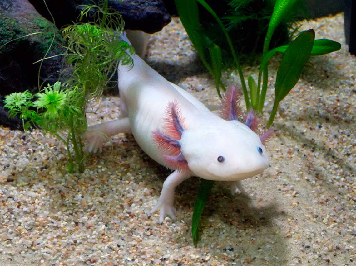 ajolote obra de Axolotl en trajinera por Xochimilco