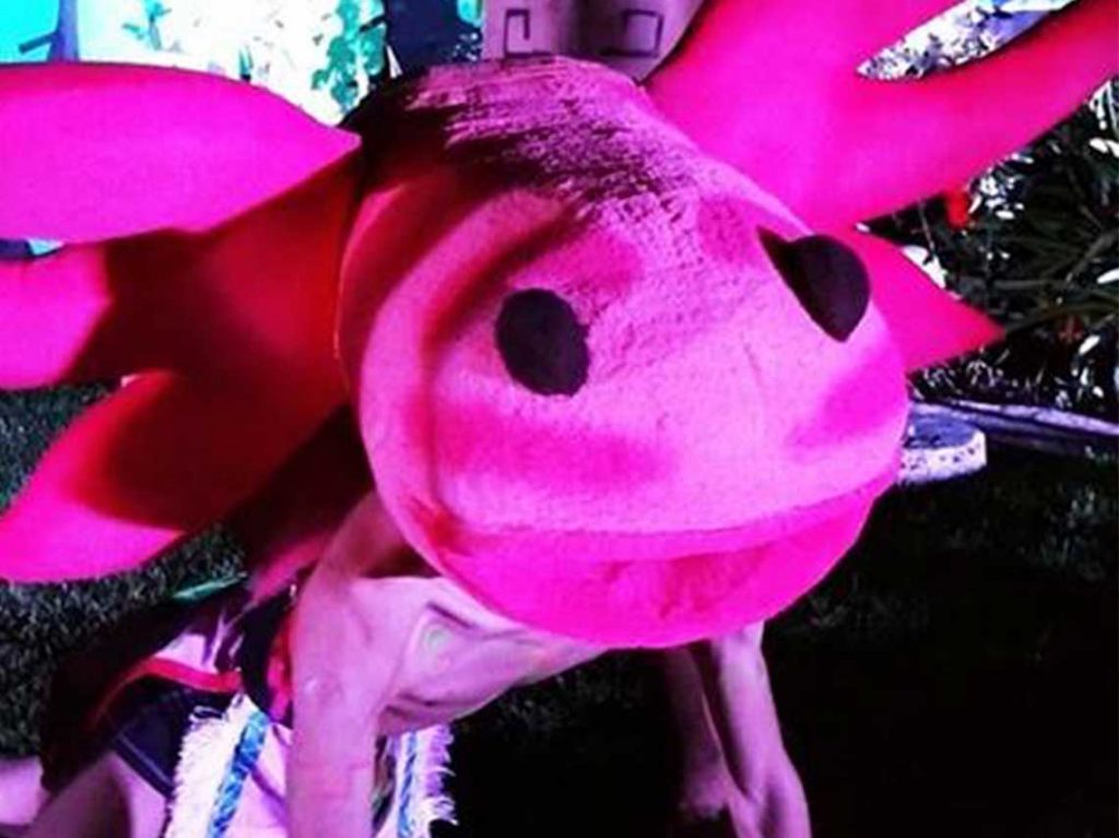 obra de Axolotl en trajinera por Xochimilco