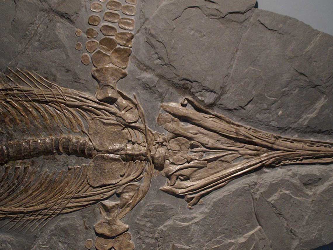 Exposición 150 años de Historia Natural fosiles