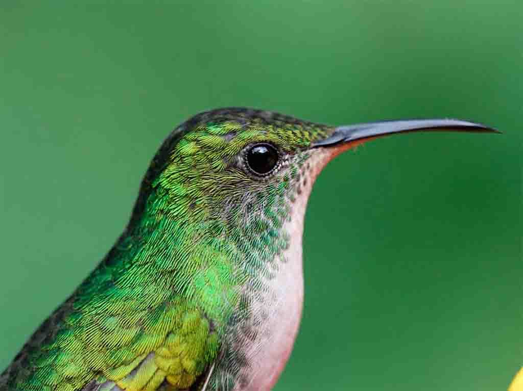jardines de colibries en la UNAM