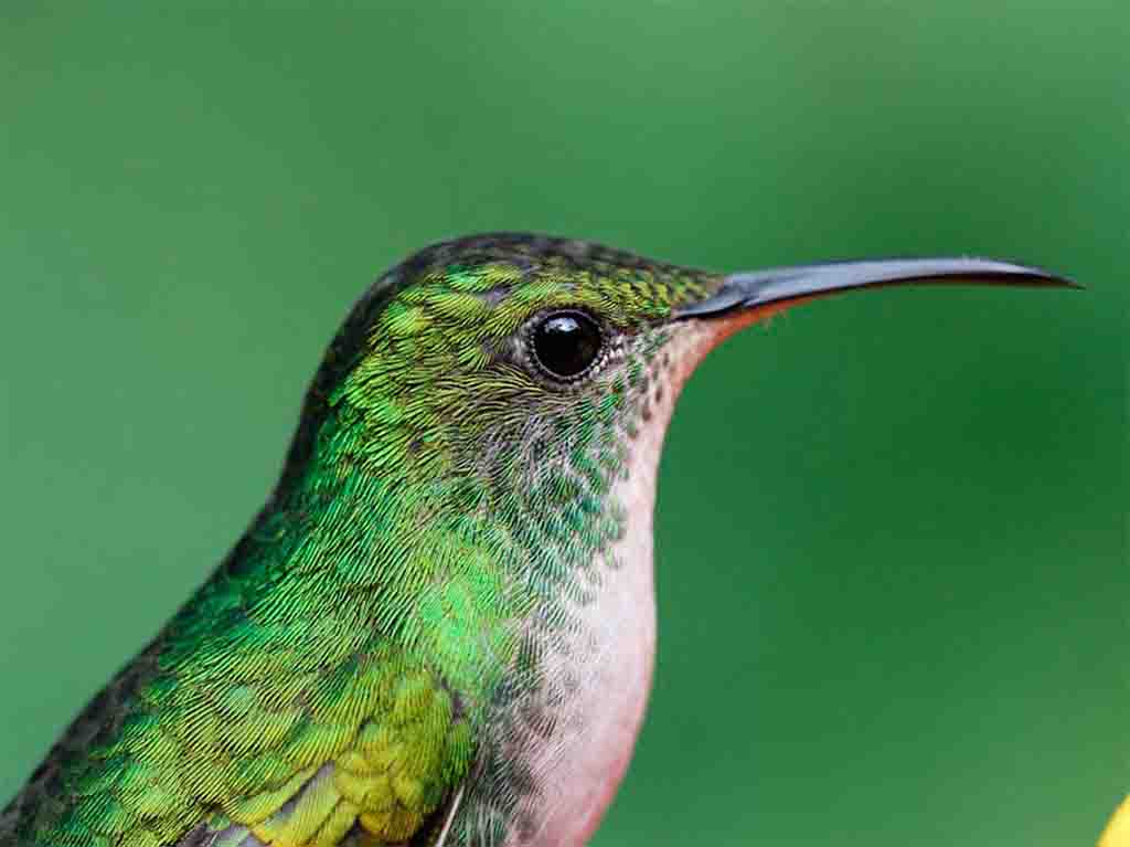 La UNAM crea jardines para colibríes en CDMX