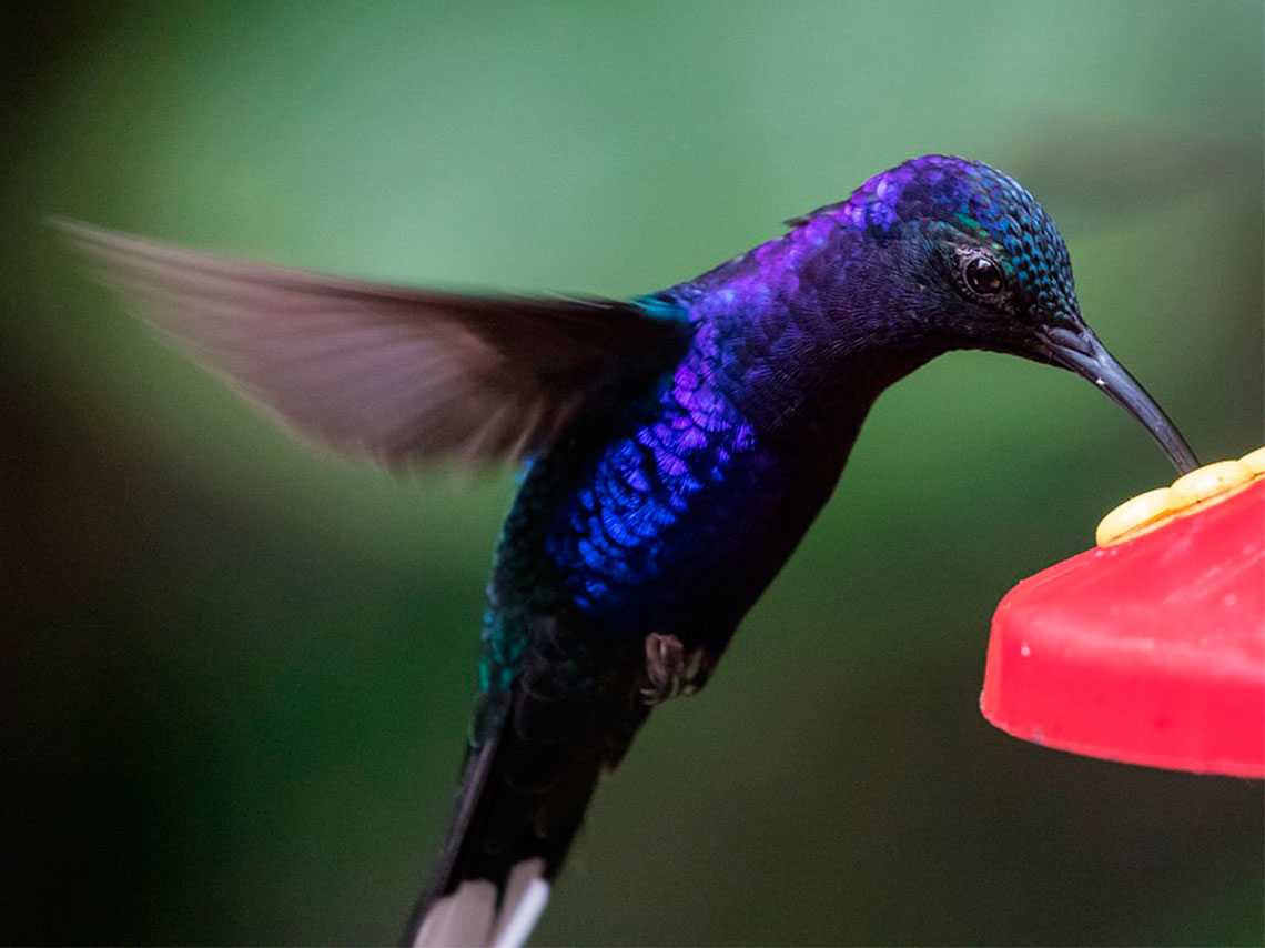 La UNAM crea un jardines para colibríes en CDMX para protegerlos, monitorearlos y ayudarlos en su misión polinizadora de color morado