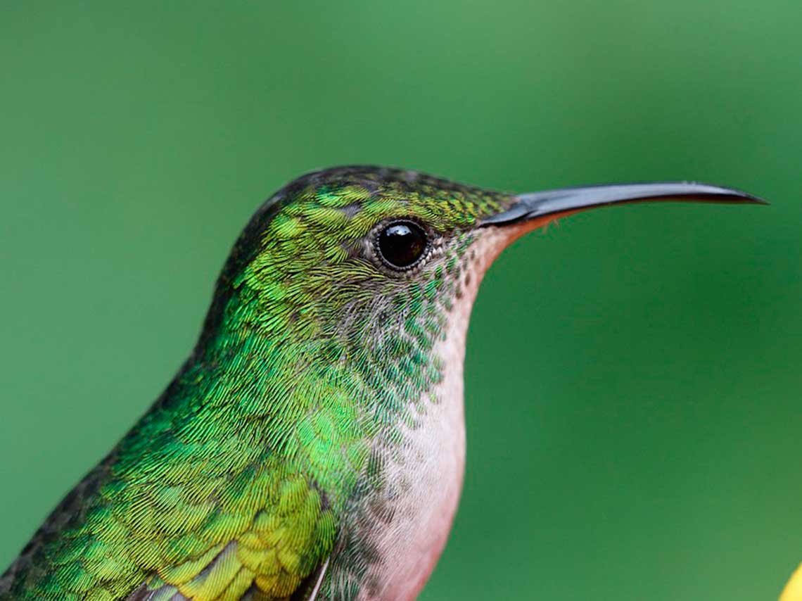 La UNAM crea un jardines para colibríes en CDMX para protegerlos, monitorearlos y ayudarlos en su misión polinizadora colibri verde